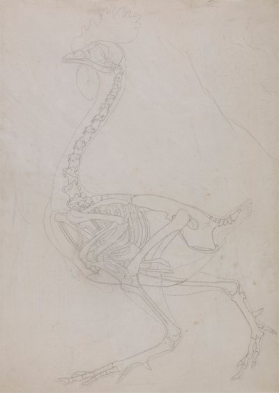 Kanatlı İskeleti, Yandan Görünüm (Anahat çizimi) by George Stubbs