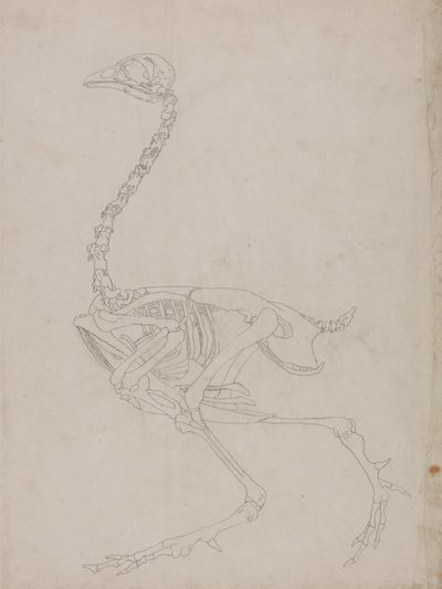 Kanatlı İskeleti, Yandan Görünüm (İskeletin ana hatları) by George Stubbs