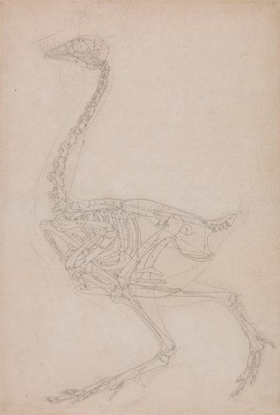 Kanatlı İskeleti, Yandan Görünüm (Muhtemelen Diğer Çizimlerde Kullanılan Kanatlı İskeletinin Oranlarının Temel Çalışması) by George Stubbs