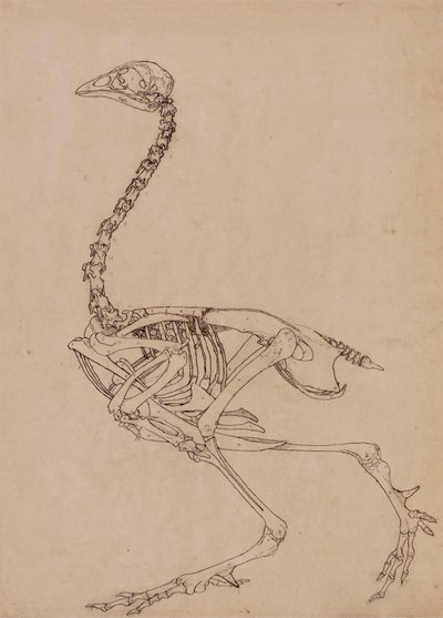 Kanatlı İskeleti, Yandan Görünüm (Tablo V'deki anahtar figürün incelenmesi) by George Stubbs