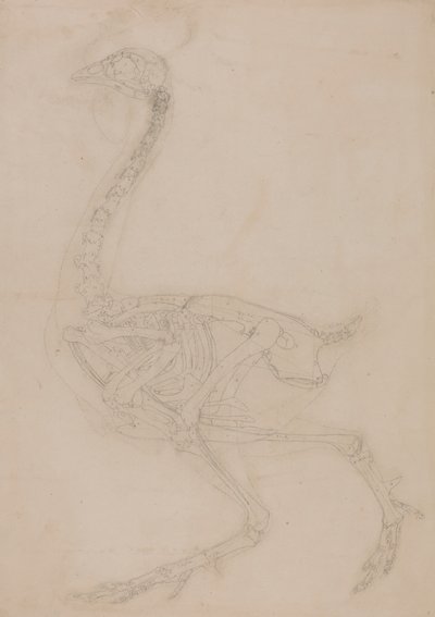 Kanatlı İskeleti, Yandan Görünüm by George Stubbs