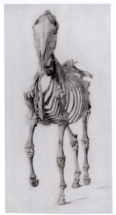 Bir atın iskeletinin önden görünümü, The Anatomy of the Horse, 1766