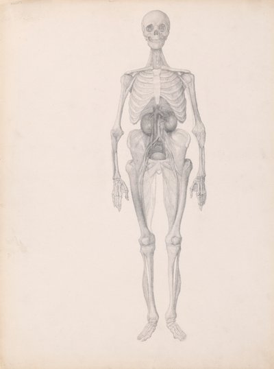 İnsan Figürü, Önden Görünüm (Diseksiyonun Son Aşamasının Bitmiş Çalışması) by George Stubbs