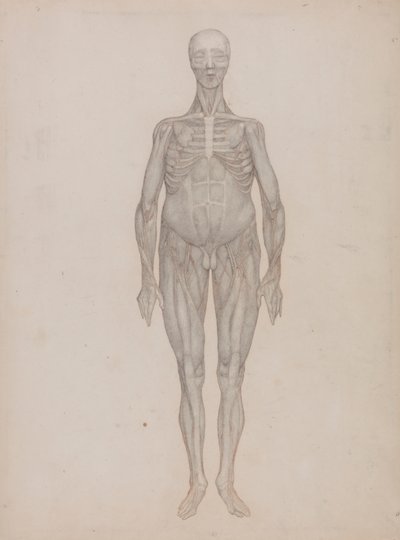 İnsan Figürü, Önden Görünüm (Hiç Yayınlanmamış Bir Plaka İçin Amaçlanmıştır) by George Stubbs