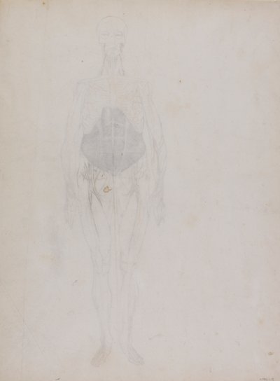 İnsan Figürü, Önden Görünüm (Büyük ölçüde ana hatlarıyla) by George Stubbs