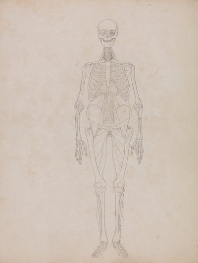 İnsan Figürü, Önden Görünüm (Anahat şekli) by George Stubbs