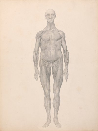 İnsan Figürü, Önden Görünüm, Deri ve Alttaki Fasyal Katmanlar Kaldırıldı (Tablo XI için Çalışma Bitti) by George Stubbs