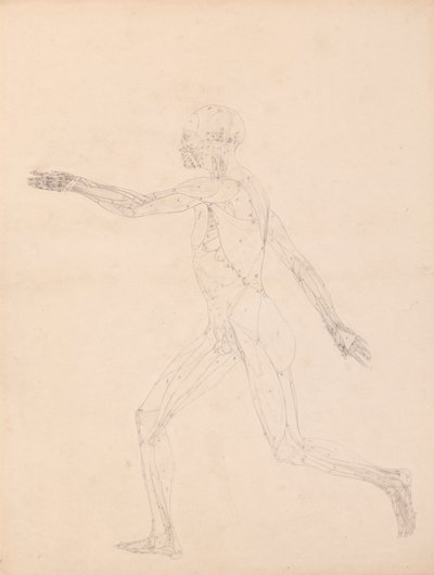 İnsan Figürü, Yandan Görünüm (Tablo XIII'deki anahtar figür için) by George Stubbs