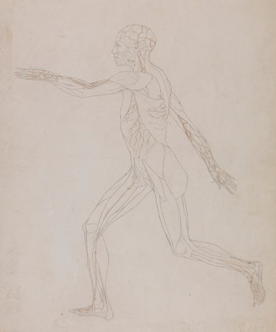 İnsan Figürü, Yandan Görünüm (Tablo XIII ile ilgili, kasları besleyen damarların detaylı çalışması) by George Stubbs
