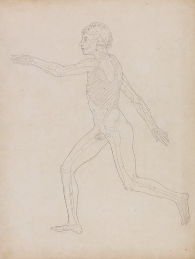 İnsan Figürü, Yandan Görünüm by George Stubbs