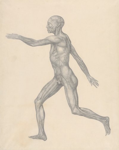 İnsan Figürü, Derinin ve Alttaki Fasyal Katmanların Çıkarılmasından Sonra Yandan Görünüm (Tablo XIII için Bitmiş Çalışma) by George Stubbs
