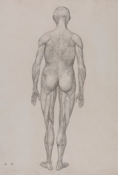 İnsan Figürü, Arkadan Görünüm (Tablo XII için Bitmiş Çizimle Neredeyse Aynı) by George Stubbs