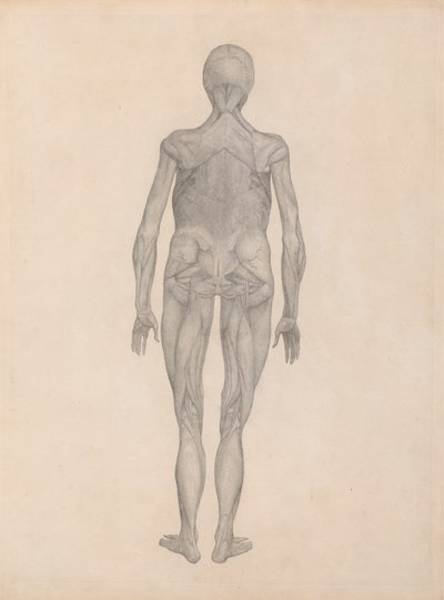 İnsan Figürü, Arkadan Görünüm (Yayınlanmamış Bir Levhanın Biten Çalışması) by George Stubbs