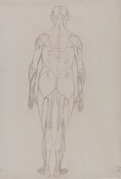 İnsan Figürü, Arkadan Görünüm (Tablo XII'deki Anahtar Şekil için Anahat Çizimi) by George Stubbs