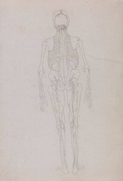 İnsan Figürü, Arkadan Görünüm (Diseksiyonun son aşamasını gösteren önemli bir figür için ana hat çizimi) by George Stubbs