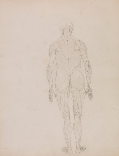 İnsan Figürü, Arkadan Görünüm (Tablo XII'deki anahtar figürün ana hatları) by George Stubbs