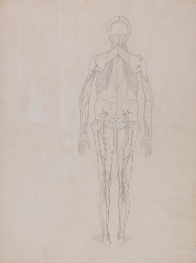 İnsan Figürü, Arkadan Görünüm (Yayınlanmamış bir levhanın ana figürü için taslak çizimi) by George Stubbs