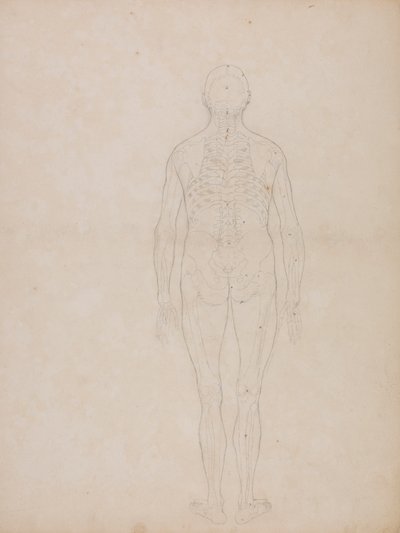 İnsan Figürü, Arkadan Görünüm by George Stubbs