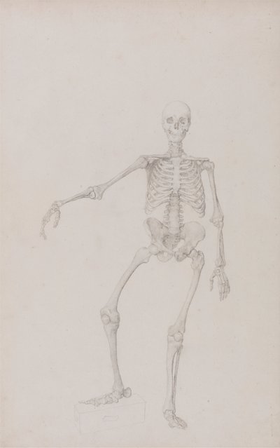 İnsan İskeleti, Önden Görünüm (Sağ Kol Uzanmış; yayınlanmamış tablo için bitmiş çalışma) by George Stubbs