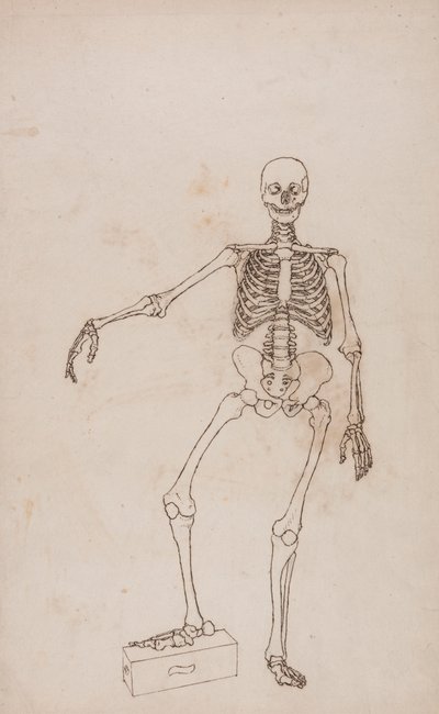 insan iskeleti, önden bakış by George Stubbs