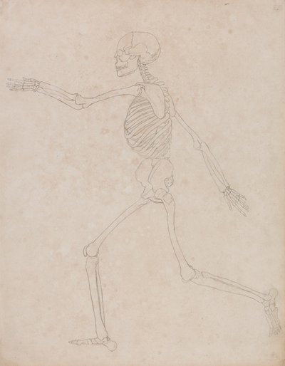 İnsan İskeleti, Yandan Görünüm (Başlangıçta Tablo III'te anahtar figür olarak kullanılmak üzere hazırlanmış ancak daha sonra terk edilmiş olabilir) by George Stubbs