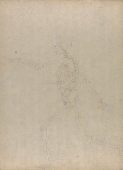 İnsan İskeleti, Yandan Görünüm (Karın iç organlarını gösteren yayınlanmamış bir tablonun önemli bir figürü için çalışma) by George Stubbs