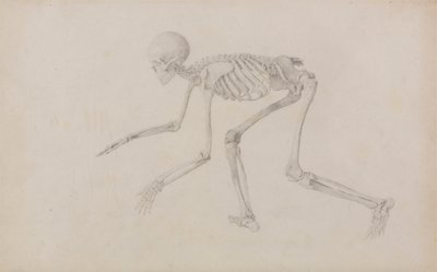 İnsan İskeleti, Yandan Görünüm (Emekleme Duruşunda; yayınlanmamış bir tablo için çalışma tamamlandı) by George Stubbs