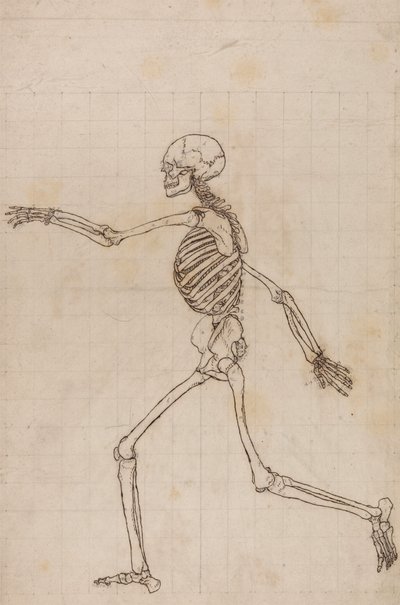 insan iskeleti, yandan bakış by George Stubbs