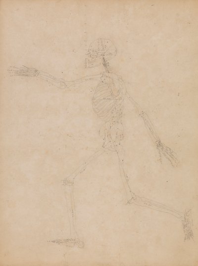 insan iskeleti, yandan bakış by George Stubbs