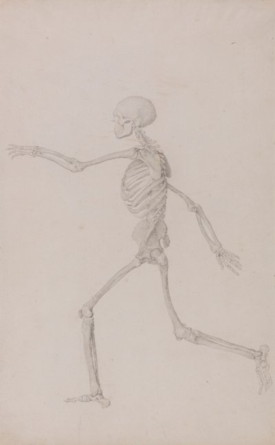 İnsan İskeleti, Soldan Görülen Yan Görünüm, Koşarken (Tablo III için Çalışmayı Bitirdi) by George Stubbs