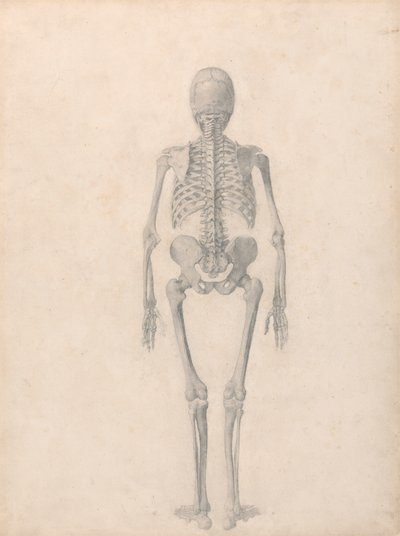 İnsan İskeleti, Arkadan Görünüm (Tablo II için Bitmiş Çalışma) by George Stubbs