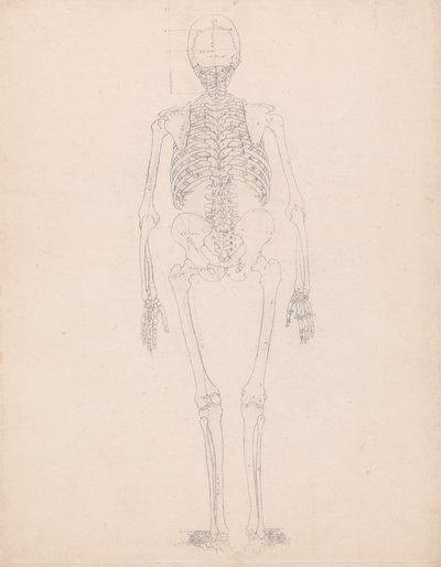 insan iskeleti, arka bakış by George Stubbs