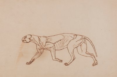 Leopar Gövde, Yandan Görünüm (Diseksiyonda daha sonraki aşama, yüzeysel bağ dokusu ve kulaklar çıkarılmış) by George Stubbs