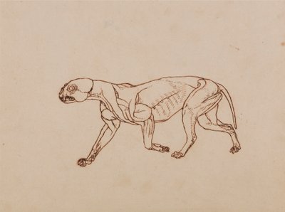 Leopar Gövde, Yandan Görünüm by George Stubbs
