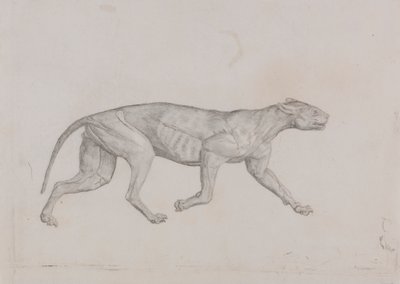 Leopar Gövde, Yandan Görünüm by George Stubbs