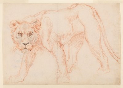 Dişi aslan sinsi sinsi, recto, 18. veya 19. yüzyıl by George Stubbs