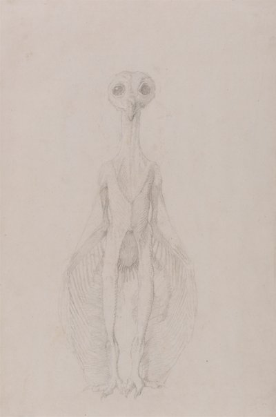 Baykuş Ayakta, Önden Görünüm by George Stubbs