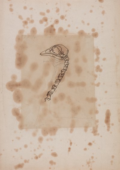 ಸ್ಟಡಿ ಆಫ್ ಎ ಫೌಲ್ ಹೆಡ್ ಮತ್ತು ನೆಕ್, ಲ್ಯಾಟರಲ್ ವ್ಯೂ, 1795-1806 (ಪ್ಯಾಟರ್ಕ್‌ನಲ್ಲಿ ಪೆನ್ ಮತ್ತು ಇಂಕ್ ಮತ್ತು ಗ್ರ್ಯಾಫೈಟ್) ಹುಲಿ ಮತ್ತು ಕಾಮನ್ ಫೌಲ್‌ನೊಂದಿಗೆ ಮಾನವ ದೇಹದ ರಚನೆಯ ತುಲನಾತ್ಮಕ ಅಂಗರಚನಾ ನಿರೂಪಣೆಯಿಂದ by George Stubbs