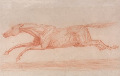 Hareket Halindeki Bir Yarış Atı Çalışması:  Sola Dörtnala Koşarken, Kasların Hareketini Göstermek İçin Derisi Yüzülmüş Yarı Anatomik Bir Çalışma by George Stubbs