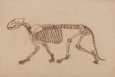 İnsan Vücudunun Yapısının Bir Kaplan ve Sıradan Bir Tavuğun Yapısı ile Karşılaştırmalı Anatomik Bir Açıklamasından Kaplan Çalışması, Yandan Görünüm, 1795-1806 (ağır tebeşir grafit üzerine siyah mürekkep by George Stubbs