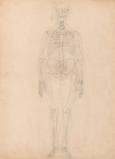 İnsan Figürü Çalışması, Önden Görünüm, İnsan Vücudunun Yapısının Bir Kaplan ve Sıradan Bir Tavuğun Yapısı ile Karşılaştırmalı Anatomik Bir Açıklamasından Tablo I