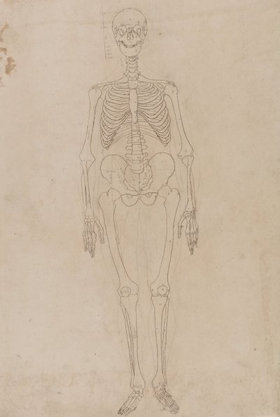 İnsan Vücudunun Yapısının Bir Kaplan ve Sıradan Bir Tavuğun Yapısıyla Karşılaştırmalı Anatomik Bir Açıklamasından İnsan Figürü, Önden Görünüm Çalışması, c.1795-1806 (grafit ve kağıt üzerine mürekkep) by George Stubbs