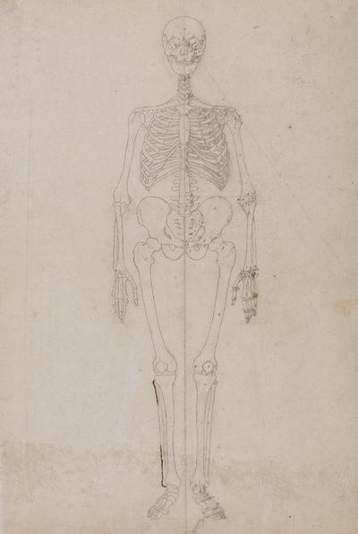 İnsan Vücudunun Yapısının Bir Kaplan ve Sıradan Bir Tavuğun Yapısıyla Karşılaştırmalı Anatomik Bir Açıklamasından İnsan Figürü, Önden Görünüm Çalışması, c.1795-1806 (grafit ve kağıt üzerine mürekkep) by George Stubbs