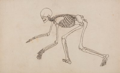 İnsan Vücudunun Yapısının Bir Kaplan ve Sıradan Bir Tavuğun Yapısıyla Karşılaştırmalı Anatomik Bir Açıklamasından İnsan Figürü, Yandan Görünüm Çalışması, 1795-1806 (wov üzerinde grafit üzerine kalem ve mürekkep by George Stubbs
