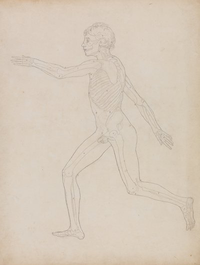 İnsan Vücudunun Yapısının Bir Kaplan ve Sıradan Bir Tavuğun Yapısıyla Karşılaştırmalı Anatomik Bir Açıklamasından İnsan Figürü Çalışması, Yandan Görünüm, 1795-1806 (ağır dokuma kağıt üzerinde grafit) by George Stubbs