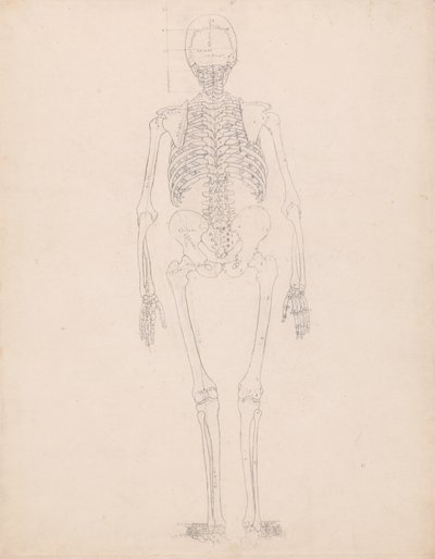 İnsan Figürü Çalışması, Arkadan Görünüm, İnsan Vücudunun Yapısının Bir Kaplan ve Sıradan Bir Tavuğun Yapısıyla Karşılaştırmalı Anatomik Bir Açıklamasından Tablo II