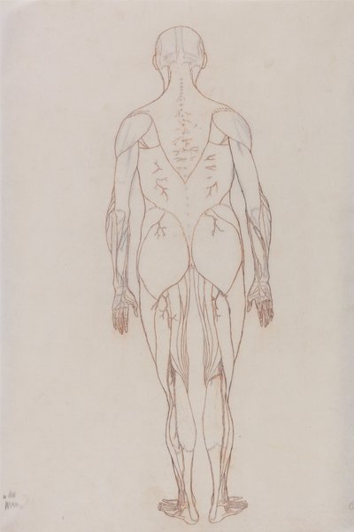 İnsan Vücudunun Yapısının Bir Kaplan ve Sıradan Bir Tavuğun Yapısıyla Karşılaştırmalı Anatomik Bir Açıklamasından İnsan Figürü Çalışması, Arkadan Görünüm, c.1795-1806 (kartuş kağıdında kırmızı tebeşir) by George Stubbs