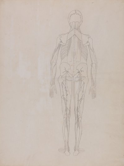 İnsan Vücudunun Yapısının Bir Kaplan ve Sıradan Bir Tavuğun Yapısıyla Karşılaştırmalı Anatomik Bir Açıklamasından İnsan Figürü Çalışması, Arkadan Görünüm, c.1795-1806 (kartuş kağıdında grafit) by George Stubbs