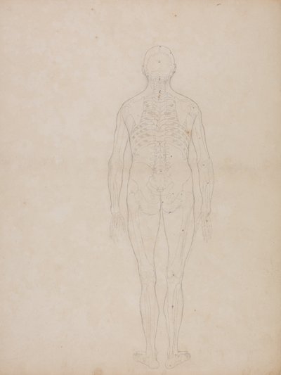 İnsan Vücudunun Yapısının Bir Kaplan ve Sıradan Bir Tavuğun Yapısıyla Karşılaştırmalı Anatomik Bir Açıklamasından İnsan Figürü Çalışması, Arkadan Görünüm, c.1795-1806 (kartuş kağıdında grafit) by George Stubbs