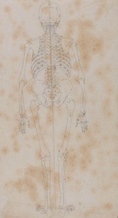 İnsan Vücudunun Yapısının Bir Kaplan ve Sıradan Bir Tavuğun Yapısıyla Karşılaştırmalı Anatomik Bir Açıklamasından İnsan Figürü Çalışması, Arkadan Görünüm, c.1795-1806 (kağıt üzerinde grafit) by George Stubbs